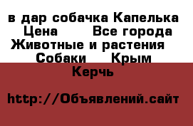 в дар собачка Капелька › Цена ­ 1 - Все города Животные и растения » Собаки   . Крым,Керчь